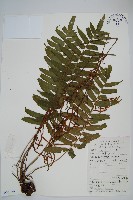 華東瘤足蕨藏品圖，第1張