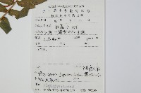 華東瘤足蕨藏品圖，第2張