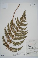 金鶴鱗毛蕨藏品圖，第1張