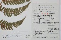 金鶴鱗毛蕨藏品圖，第2張