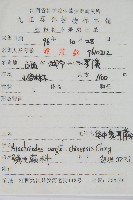 華中夏葉耳蕨藏品圖，第2張