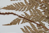 華中夏葉耳蕨藏品圖，第4張