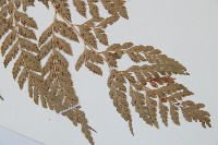 華中夏葉耳蕨藏品圖，第5張