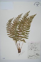 鐮羽貫眾藏品圖，第1張