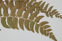 鐮羽貫眾藏品圖，第3張