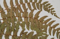 鐮羽貫眾藏品圖，第4張