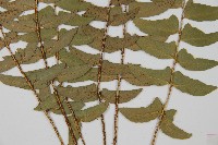 鐮羽貫眾藏品圖，第5張