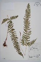 三叉耳蕨藏品圖，第1張