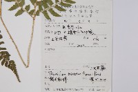 三叉耳蕨藏品圖，第2張