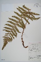 假黑鱗耳蕨藏品圖，第1張