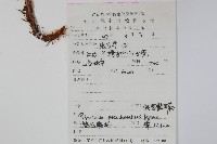 假黑鱗耳蕨藏品圖，第2張