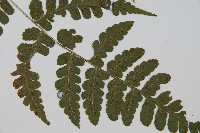 華中蹄蓋蕨藏品圖，第3張