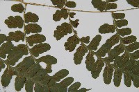 華中蹄蓋蕨藏品圖，第4張