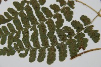 華中蹄蓋蕨藏品圖，第5張