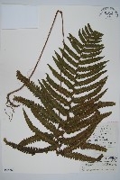 邊緣鱗蓋蕨藏品圖，第1張