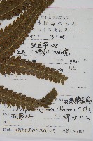 邊緣鱗蓋蕨藏品圖，第2張