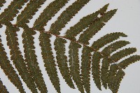 邊緣鱗蓋蕨藏品圖，第3張