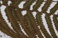 邊緣鱗蓋蕨藏品圖，第4張