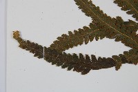 邊緣鱗蓋蕨藏品圖，第5張