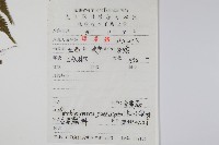 密腺副金星蕨藏品圖，第2張