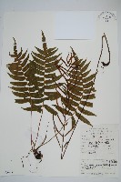 華東瘤足蕨藏品圖，第1張