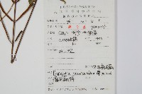 華東瘤足蕨藏品圖，第2張