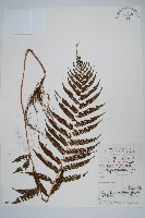 普通假毛蕨藏品圖，第1張