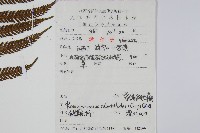 普通假毛蕨藏品圖，第2張