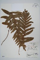 槲蕨藏品圖，第1張