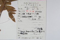 槲蕨藏品圖，第2張