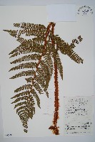 觀光鱗毛蕨藏品圖，第1張