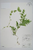 翠雲草、藍草藏品圖，第1張
