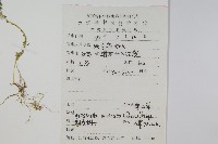 翠雲草、藍草藏品圖，第2張