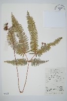 芒萁藏品圖，第1張