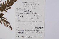 日本蹄蓋蕨藏品圖，第2張