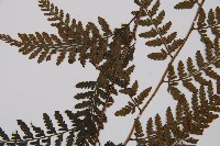 日本蹄蓋蕨藏品圖，第3張