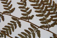 日本蹄蓋蕨藏品圖，第5張