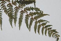 禾稈蹄蓋蕨藏品圖，第3張