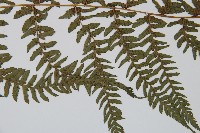 禾稈蹄蓋蕨藏品圖，第4張