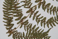 禾稈蹄蓋蕨藏品圖，第5張