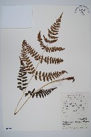 華中蹄蓋蕨藏品圖，第1張