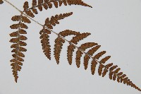 華中蹄蓋蕨藏品圖，第3張