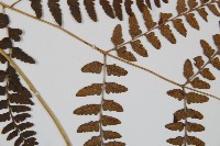 華中蹄蓋蕨藏品圖，第4張