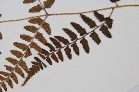 華中蹄蓋蕨藏品圖，第5張