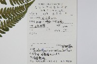 紫柄蕨藏品圖，第2張