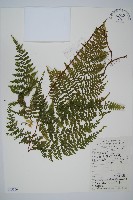 碗蕨藏品圖，第1張