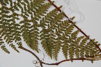 碗蕨藏品圖，第3張