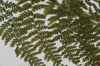 碗蕨藏品圖，第4張