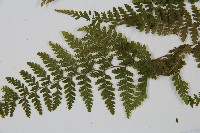 碗蕨藏品圖，第5張