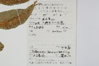 肢節蕨藏品圖，第2張